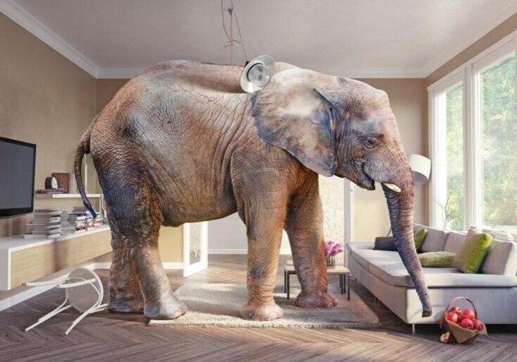 Elephant-in-the-room-iStock-1-1-1