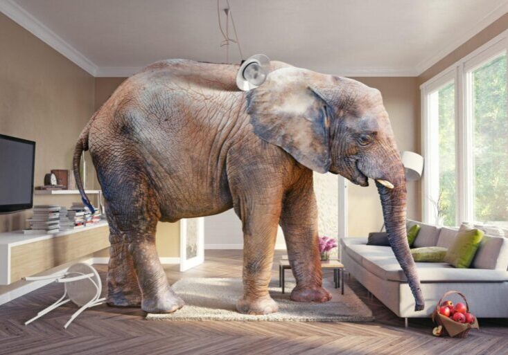 Elephant-in-the-room-iStock-1-1-1 Elephant-in-the-room-iStock-1-1-1