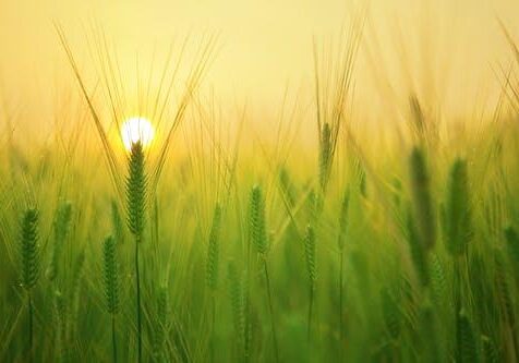 Wheat-against-sunset-Sustainable-Farming